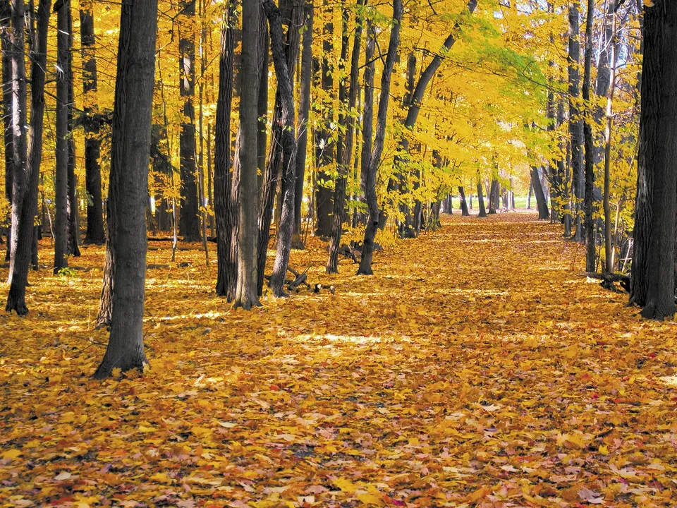 A path covered in fallen golden leaves winds through a forest with trees displaying vibrant yellow foliage.