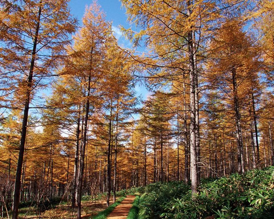 A dirt path winds through a forest of tall trees with golden-orange autumn foliage under a bright blue sky.