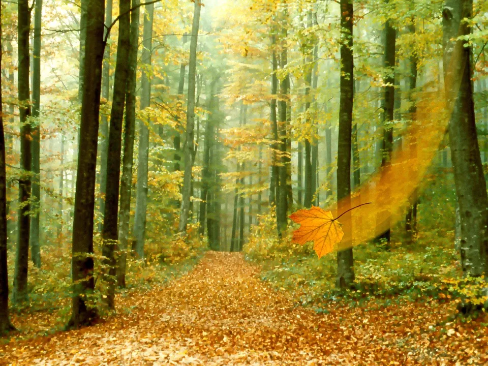 A single orange maple leaf falls through a sunlit autumn forest with a path covered in fallen leaves.