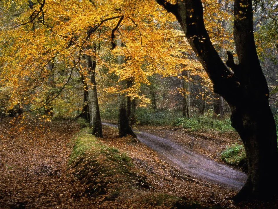 A winding path through a forest in autumn, with golden leaves on the trees and fallen leaves covering the ground.