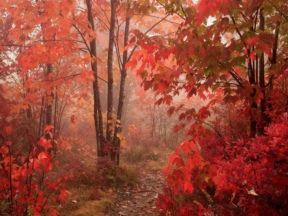 A winding path through a forest ablaze with vibrant red and orange autumn leaves.
