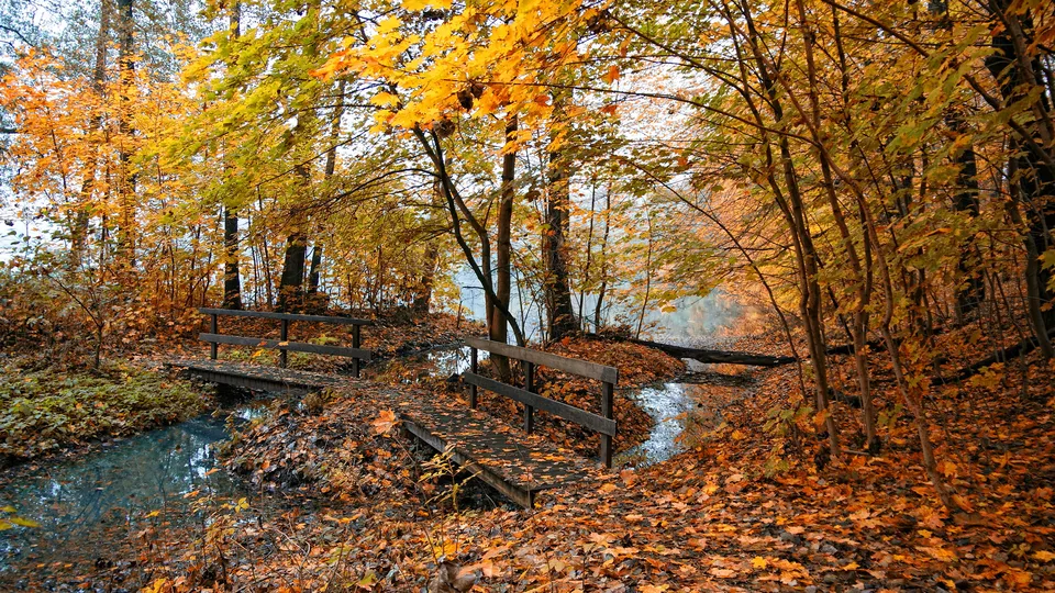 Two wooden bridges cross a small stream in a forest covered with fallen autumn leaves.