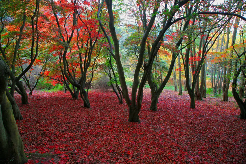 A forest floor carpeted with fallen red leaves, with trees displaying red and green foliage.