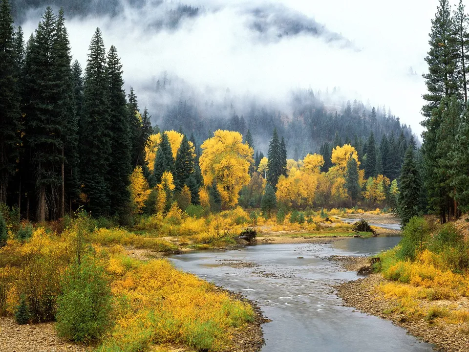 A winding river flows through a forest with vibrant yellow autumn foliage and misty mountains in the background.