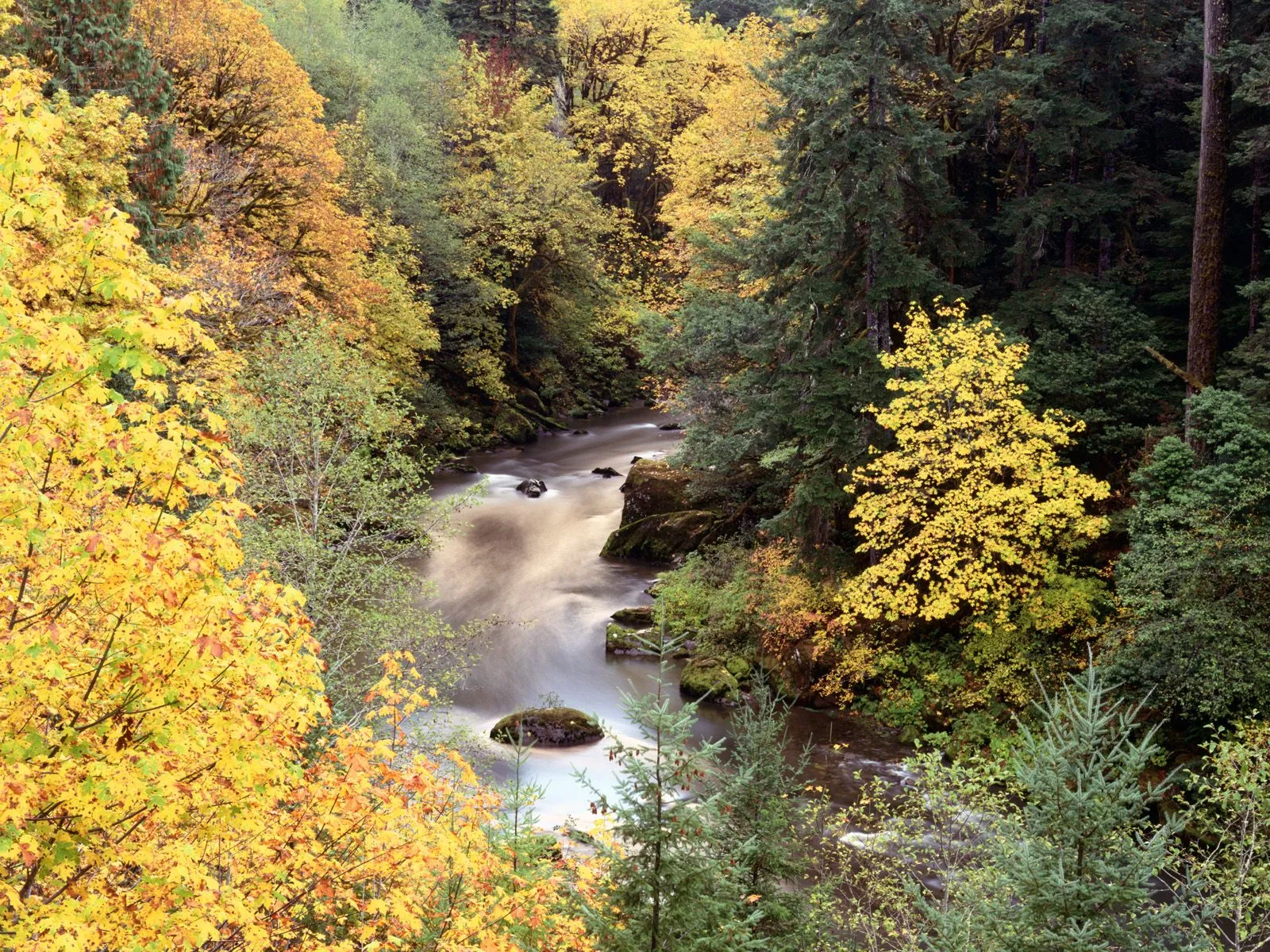 A slow-moving river winds through a forest ablaze with autumn colors, featuring bright yellow and green foliage.