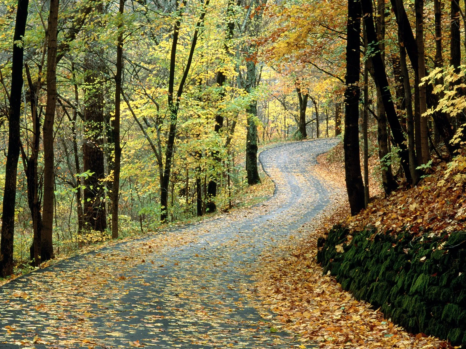 A winding paved road curves through a forest with trees displaying autumn colors and fallen leaves covering the ground.
