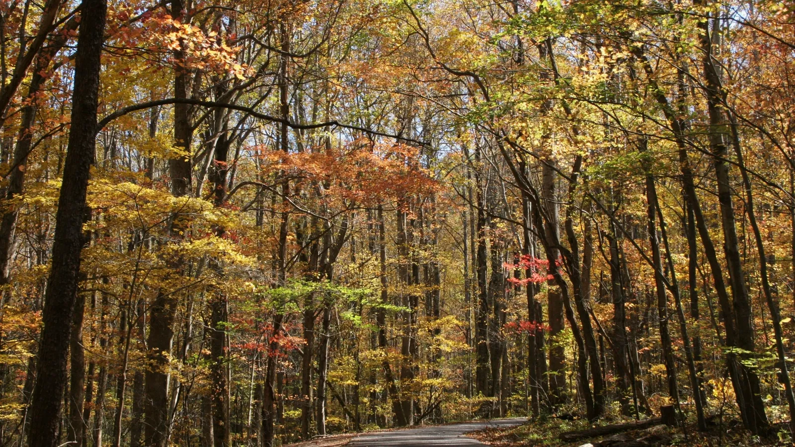 A paved road curves through a forest with trees displaying vibrant autumn foliage in shades of yellow, orange, and red.