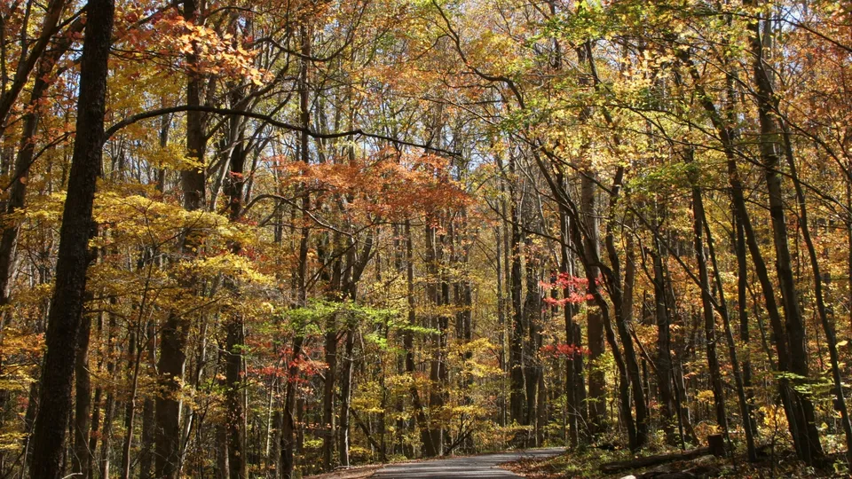 A paved road curves through a forest with trees displaying vibrant autumn foliage in shades of yellow, orange, and red.