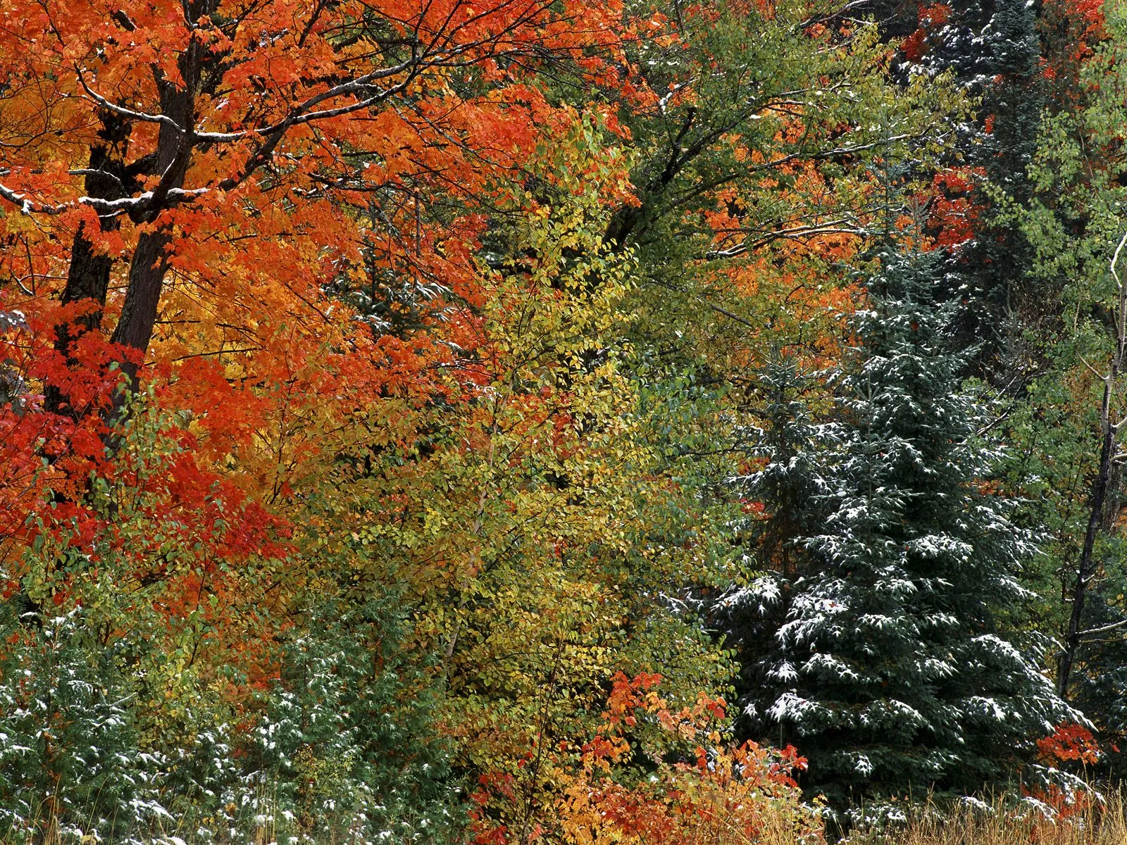 A dense forest with vibrant autumn leaves and a dusting of fresh snow on the branches.