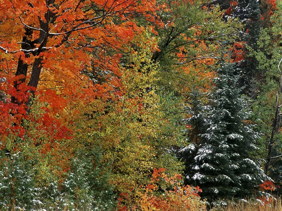 A dense forest with vibrant autumn leaves and a dusting of fresh snow on the branches.