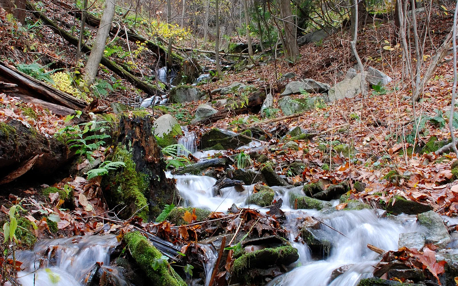 A small stream cascades over rocks and fallen leaves in a forest during autumn.