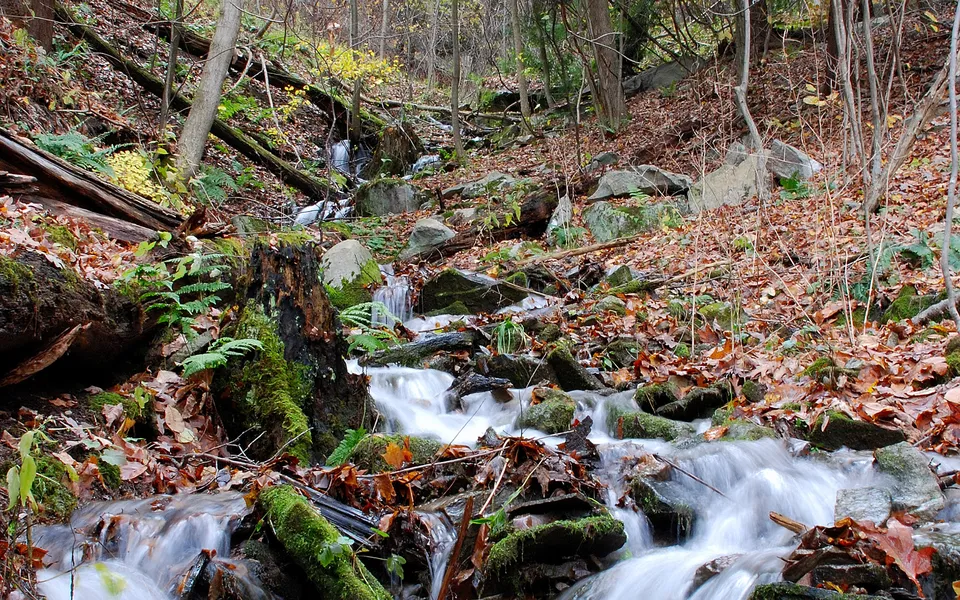 A small stream cascades over rocks and fallen leaves in a forest during autumn.