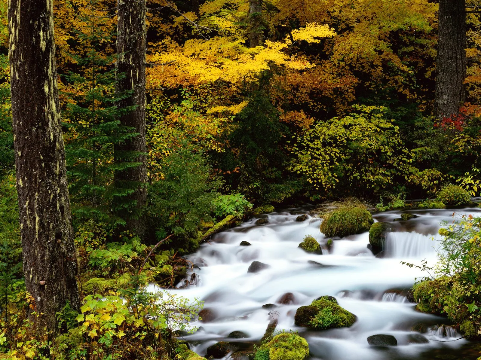 A fast-flowing stream winds through a forest with vibrant yellow and green autumn foliage.