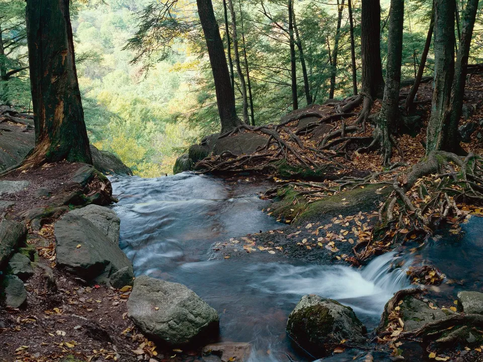 A gentle stream flows over rocks and exposed tree roots in a forest with hints of autumn color.