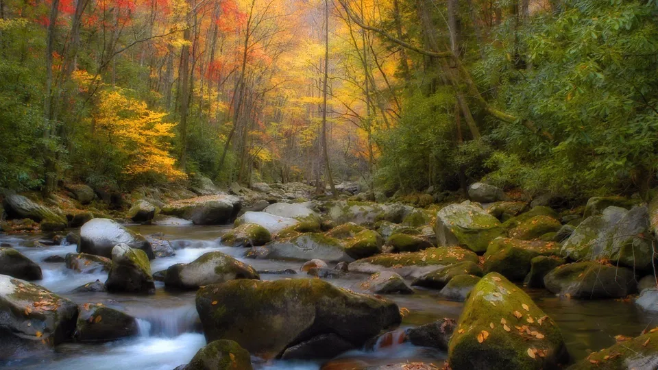 A flowing stream winds through a forest with colorful autumn leaves on the trees and moss-covered rocks.