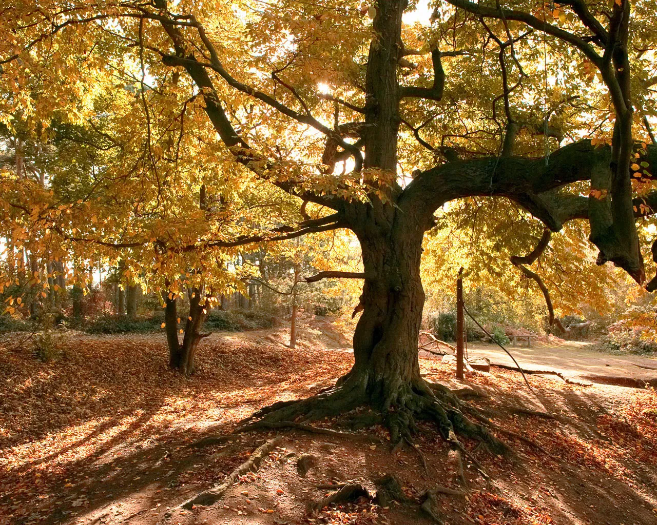A large, old tree with golden autumn leaves is bathed in sunlight, casting long shadows on the forest floor.