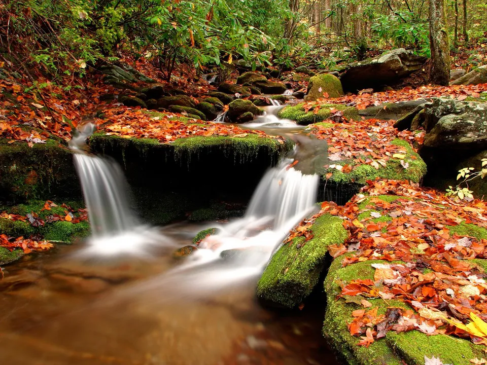 A small waterfall flows over moss-covered rocks in a forest, with fallen autumn leaves scattered around.
