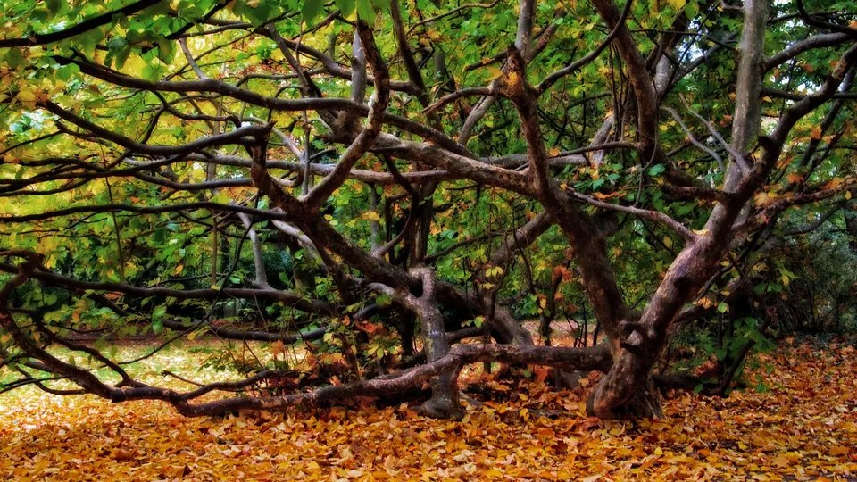 A dense network of gnarled tree branches with green and yellow leaves, with a carpet of fallen orange leaves on the ground.