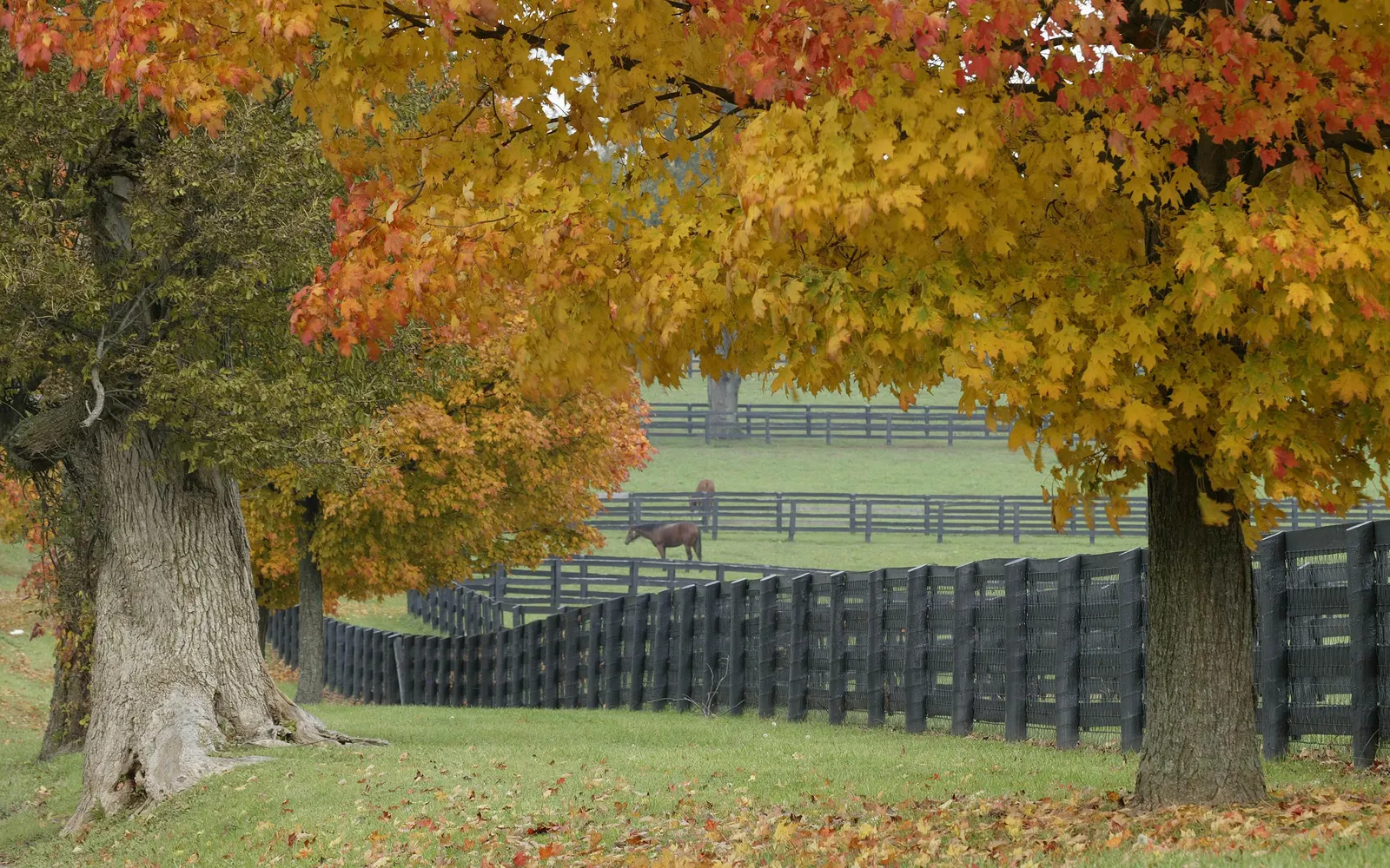 A horse stands in a green field with a black fence and colorful autumn trees.