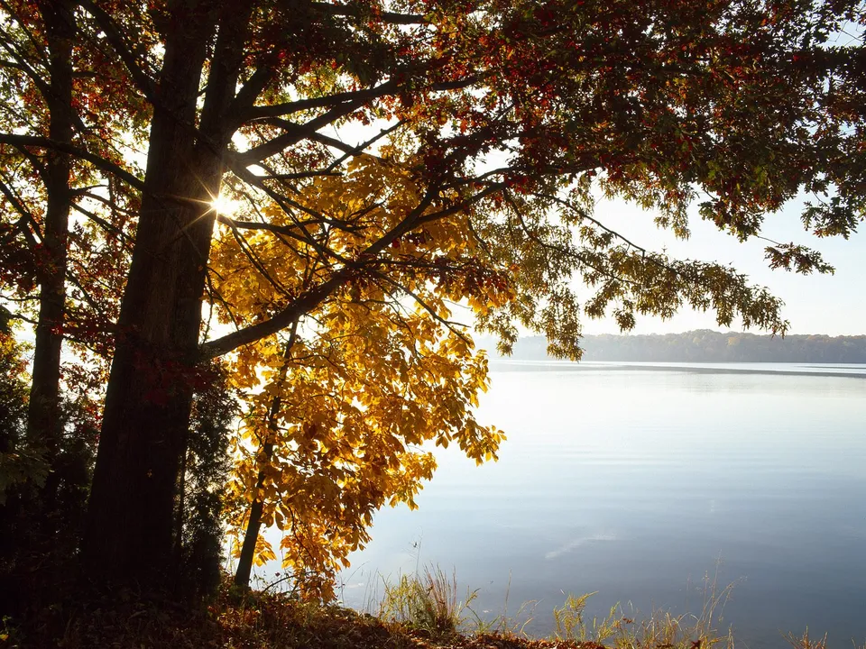 Sunlight streams through golden autumn leaves overlooking a calm lake with distant tree-lined shores.