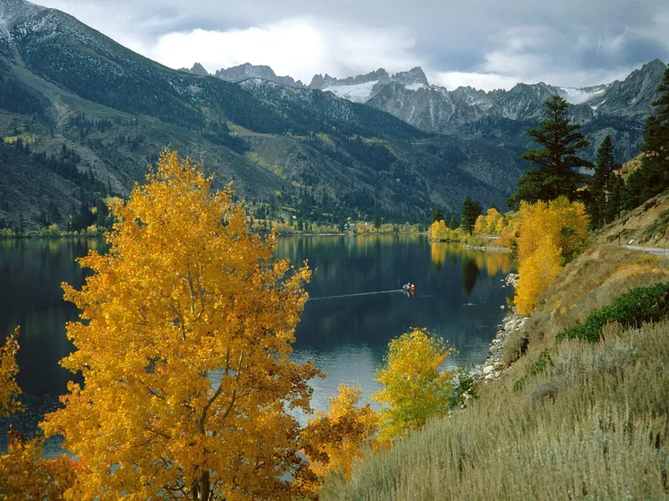 A bright yellow tree in the foreground with a calm lake and snow-capped mountains in the background.
