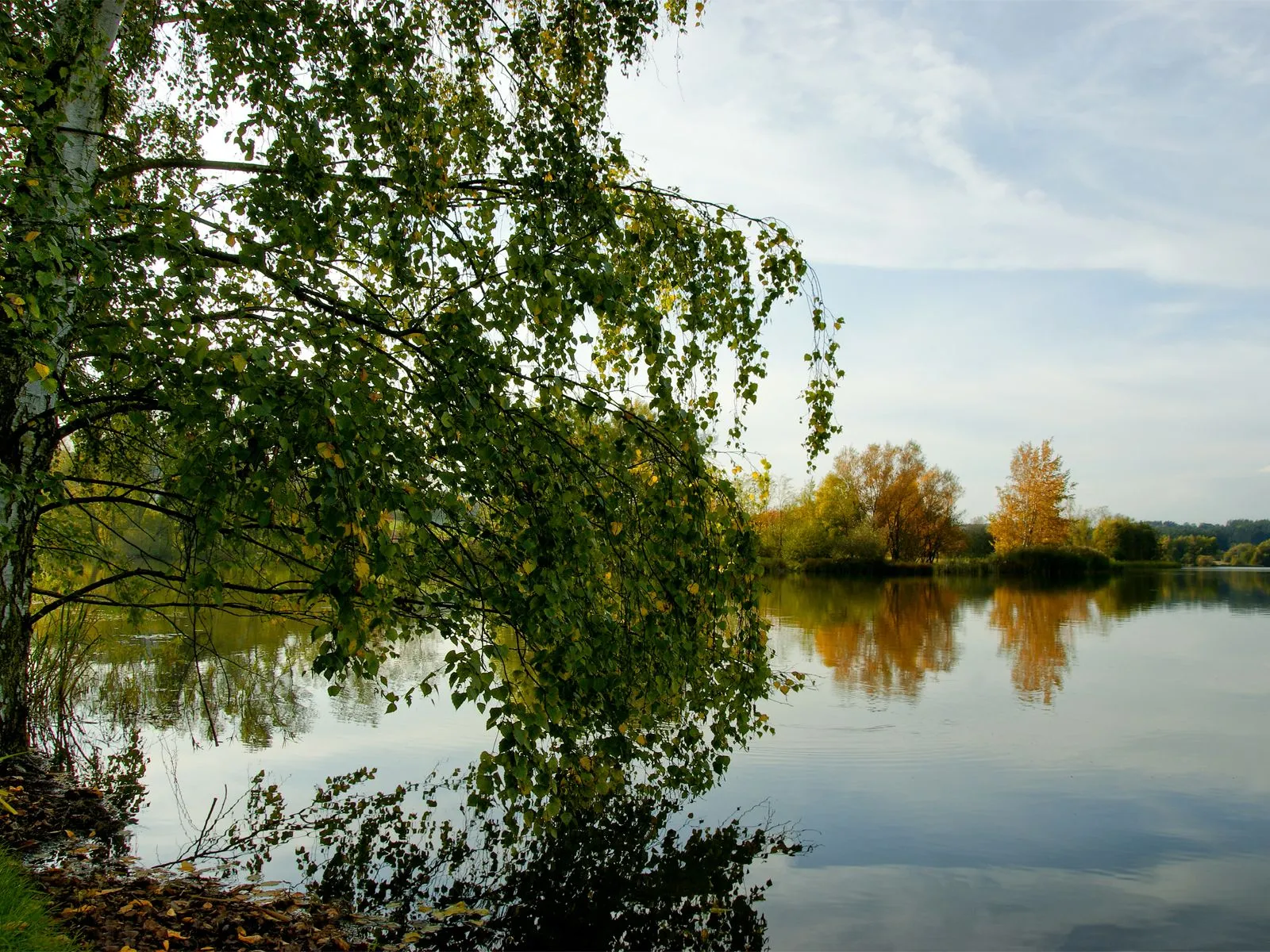 A calm lake reflects trees with autumn colors and a cloudy sky, with a birch tree in the foreground.