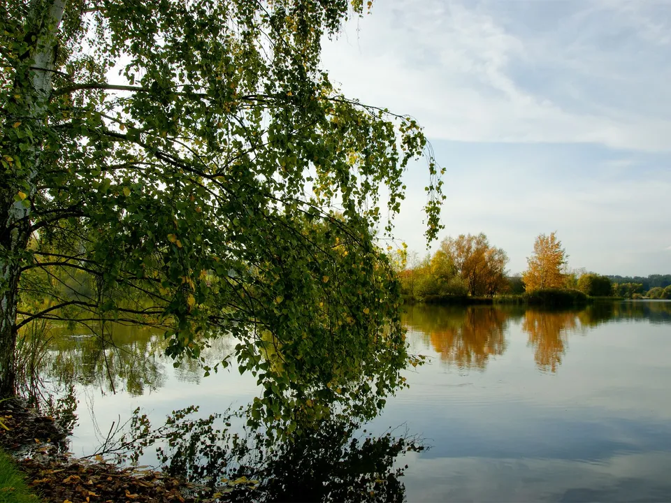 A calm lake reflects trees with autumn colors and a cloudy sky, with a birch tree in the foreground.
