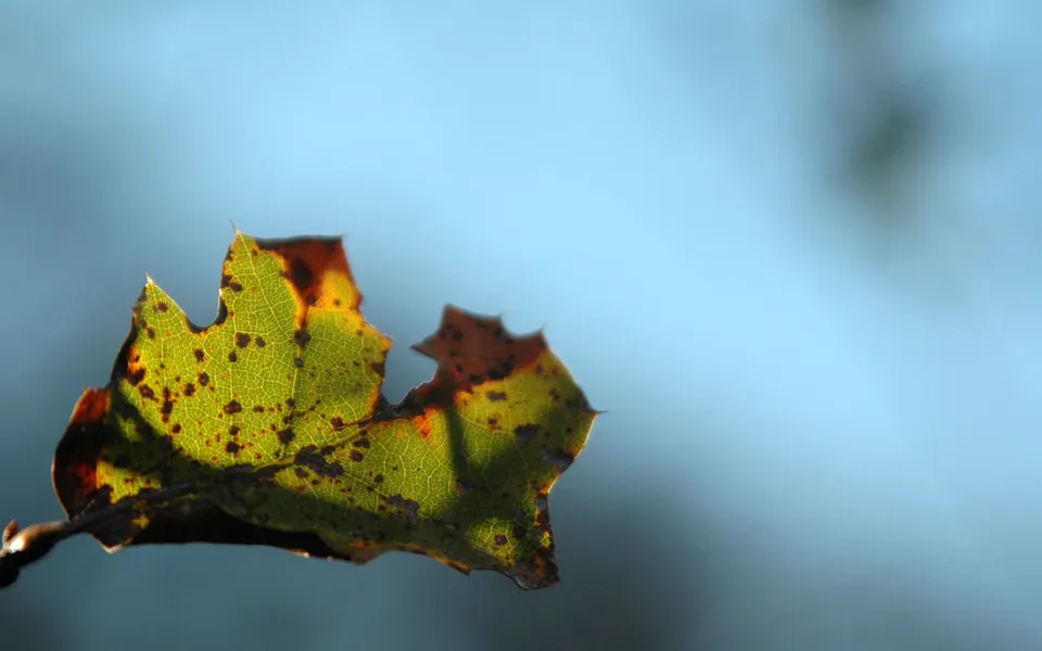 A single autumn leaf with green, yellow, and brown colors is backlit against a soft blue sky.