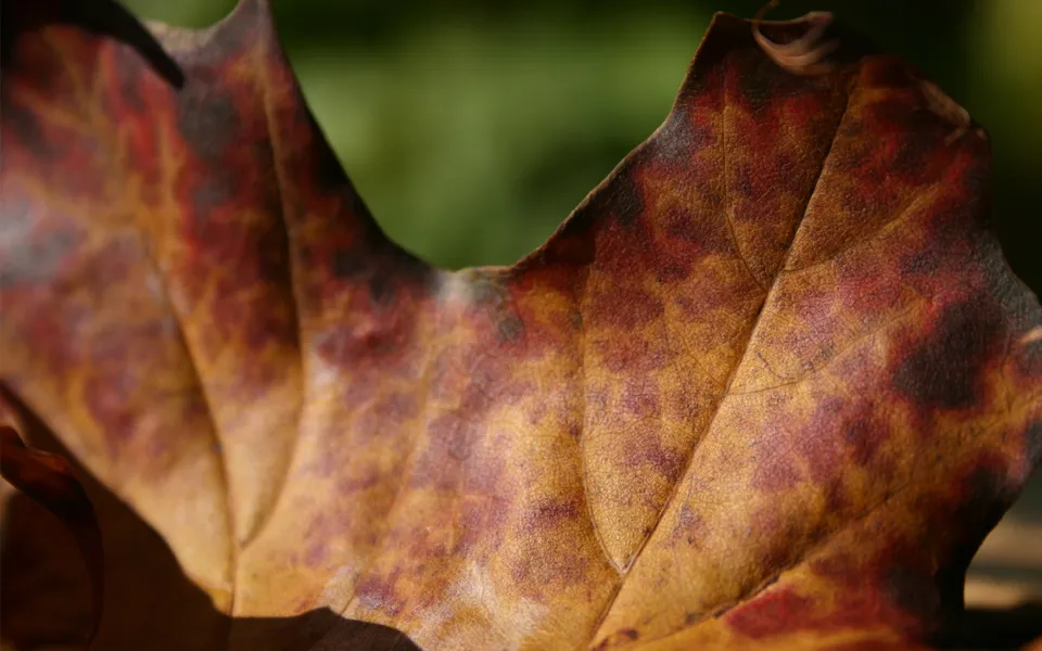 A close-up macro shot of a fallen autumn leaf showing its veins and mottled colors of red, brown, and yellow.