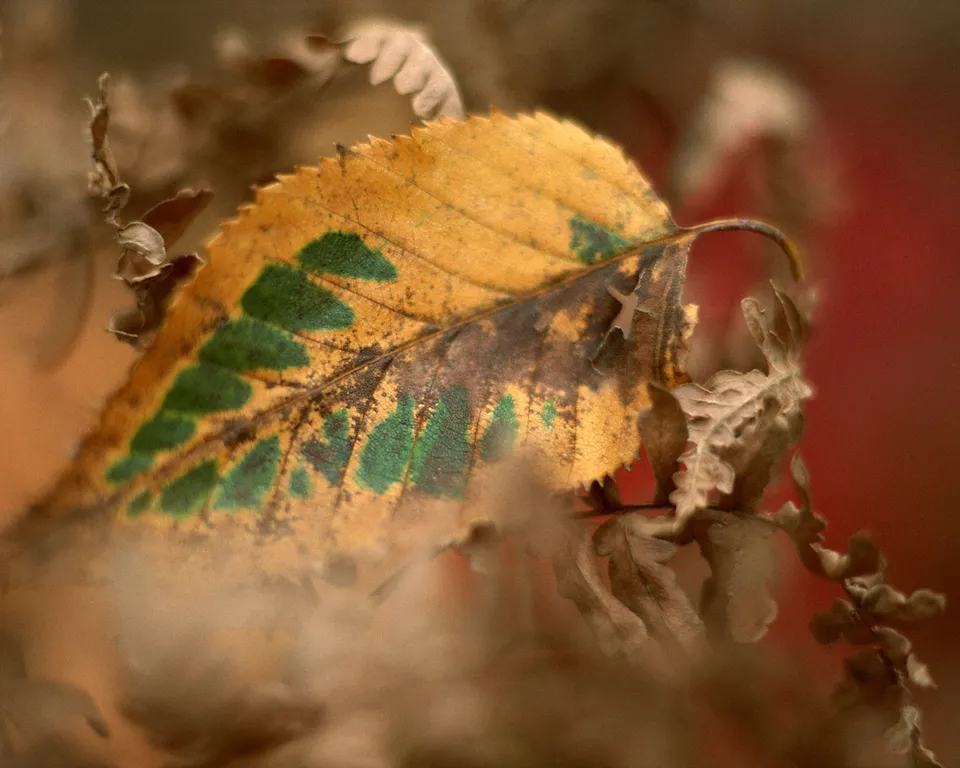 A close-up of a yellow and green autumn leaf with brown edges, surrounded by dry leaves.