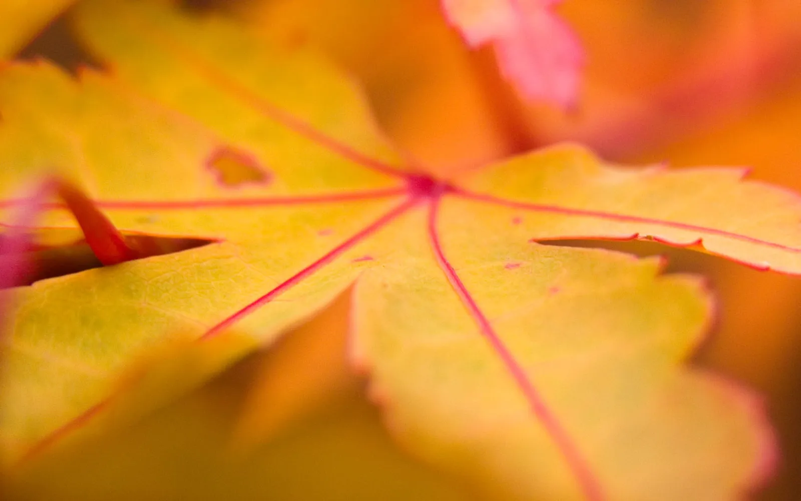 A close-up macro shot of a yellow autumn leaf with red veins.