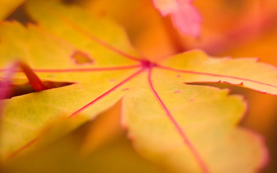 A close-up macro shot of a yellow autumn leaf with red veins.