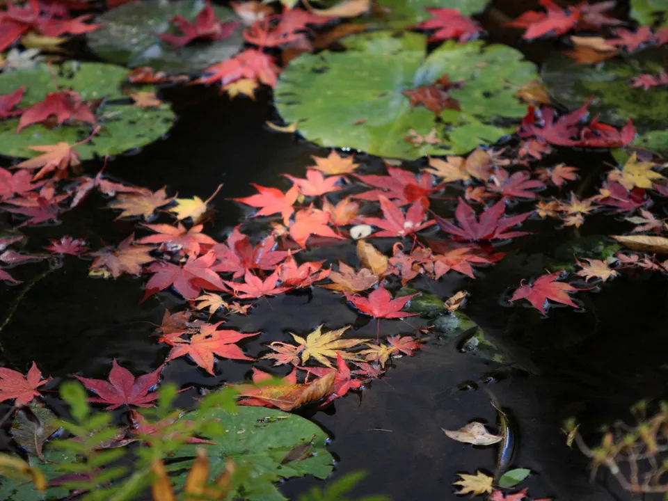 Red, orange, and yellow maple leaves float on dark pond water with green lily pads.