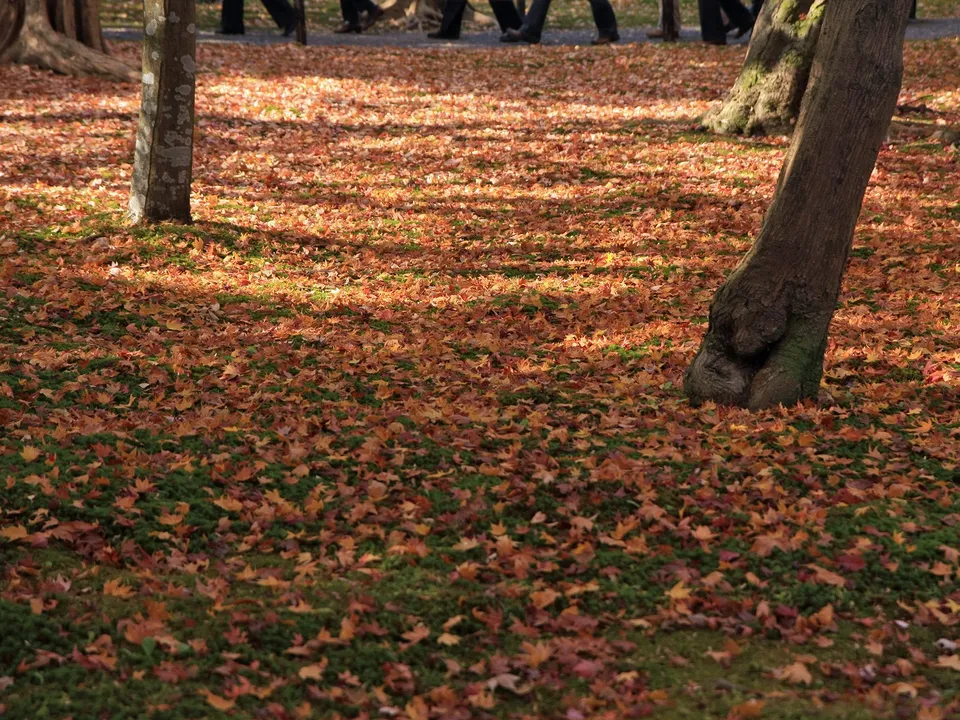 A ground covered in fallen autumn leaves with dappled sunlight and trees in the background.