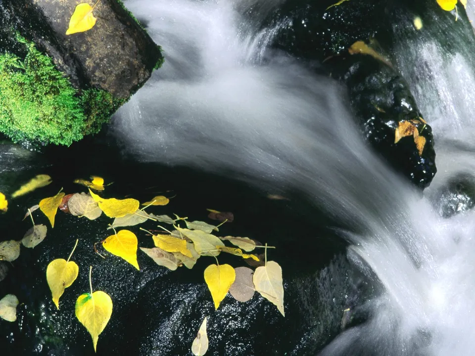 Yellow autumn leaves float on the dark water of a flowing creek with mossy rocks.
