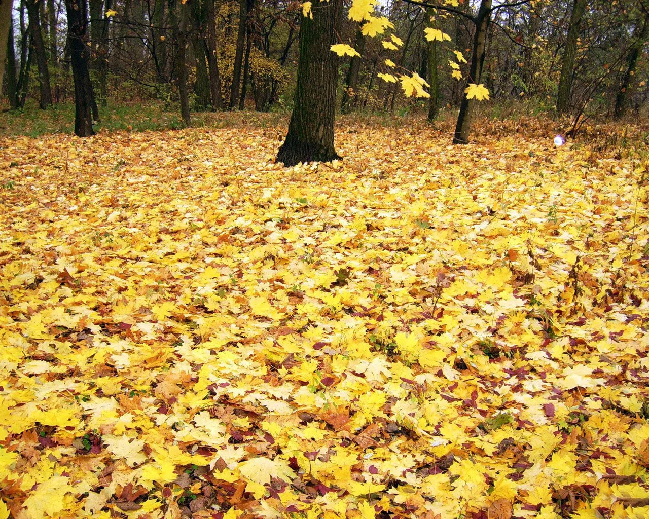 A forest floor completely covered in fallen yellow and brown autumn leaves.