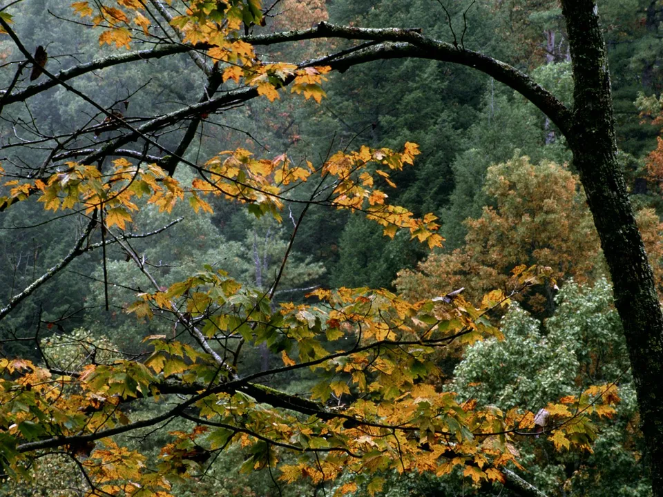 Close-up of bright yellow and green autumn leaves in the foreground, with a dense forest of green and brown trees in the background.