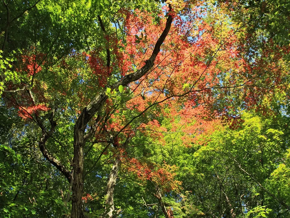 Looking up through a canopy of trees with vibrant red and green leaves against a clear blue sky.