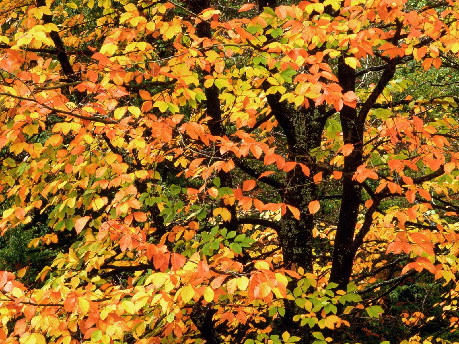 Close-up of tree branches covered in vibrant orange, yellow, and green autumn leaves.