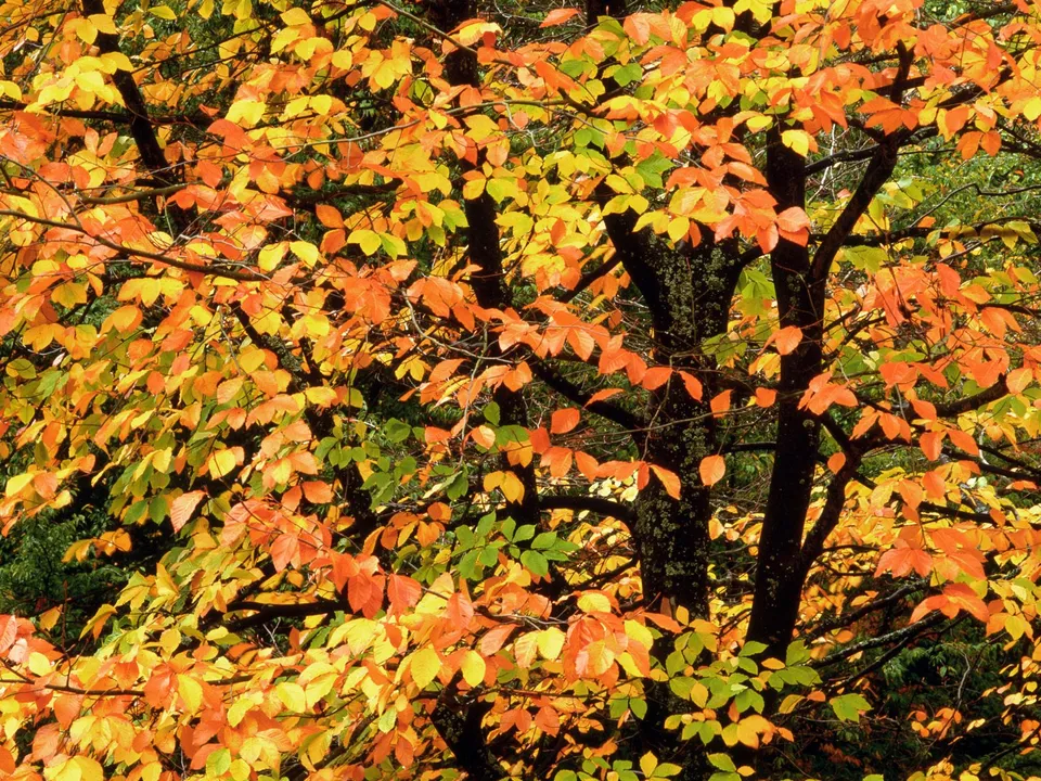 Close-up of tree branches covered in vibrant orange, yellow, and green autumn leaves.