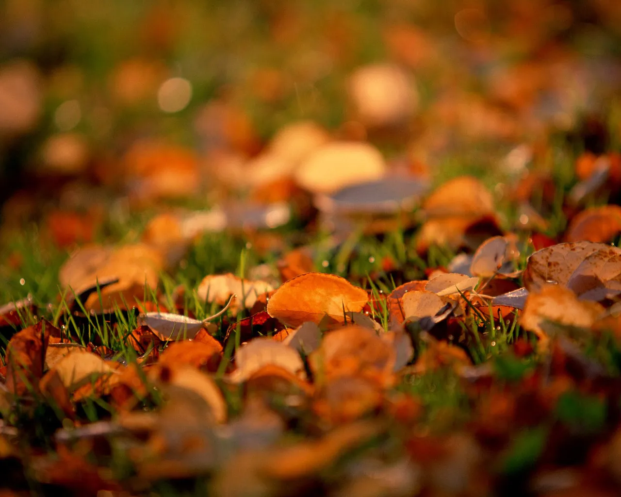 Close-up of fallen autumn leaves scattered across green grass, with warm sunlight.