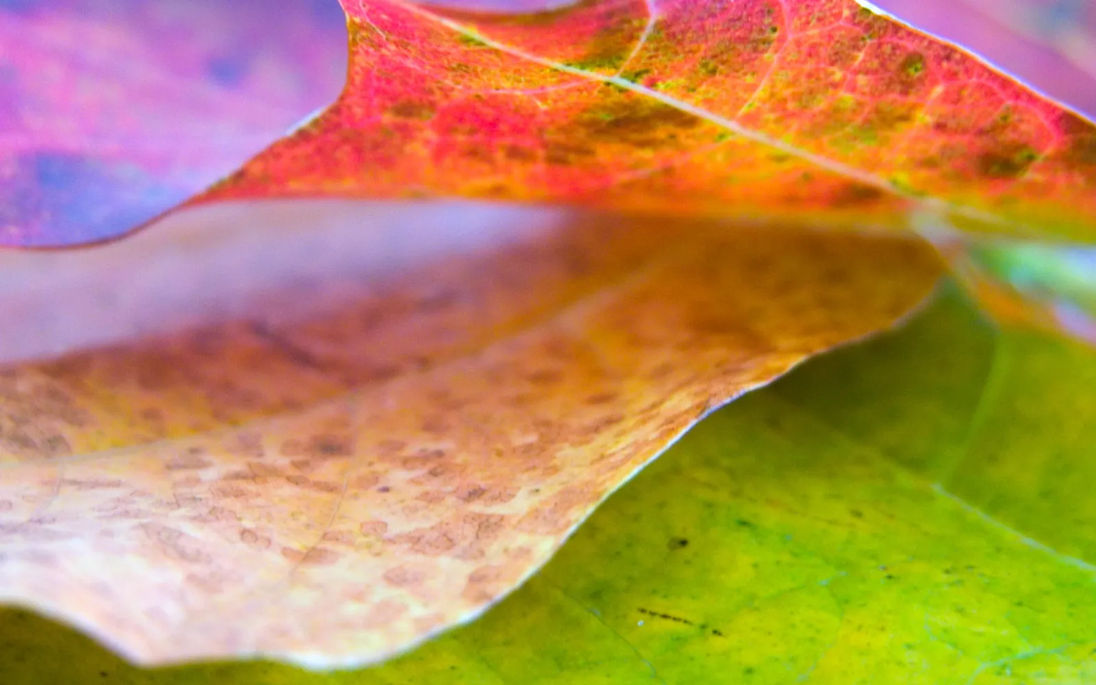 A close-up macro photograph of several autumn leaves with vibrant red, orange, and green colors.