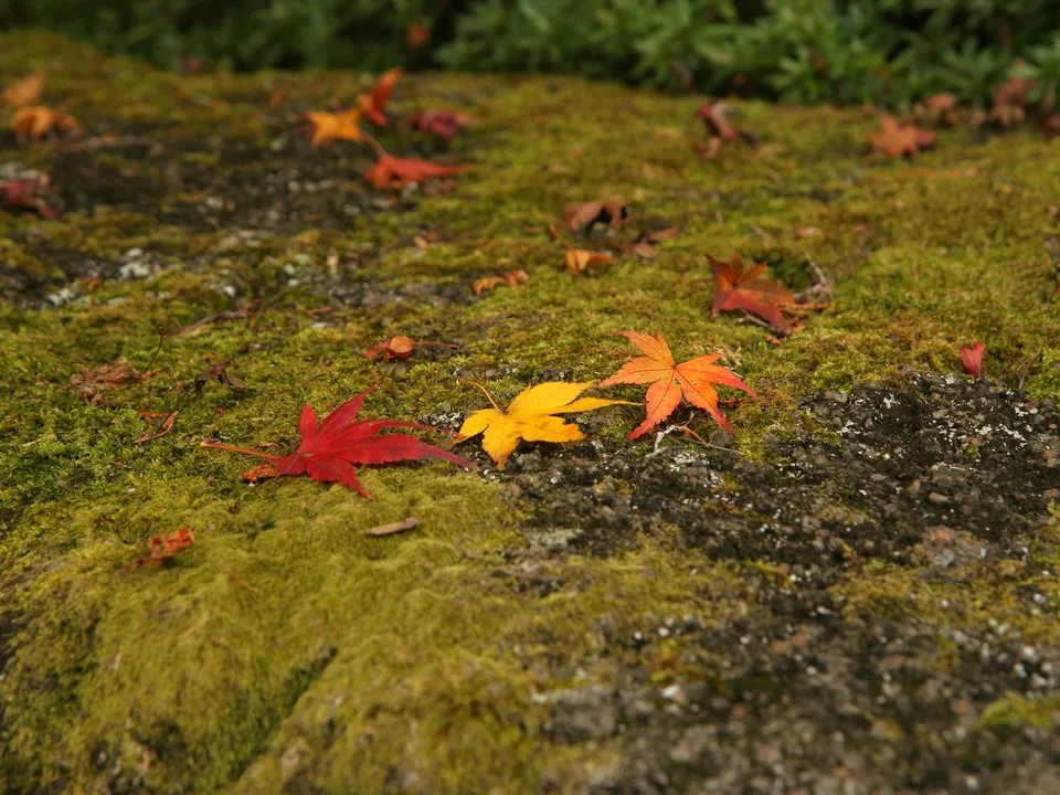 Red, yellow, and orange maple leaves scattered on a moss-covered surface.