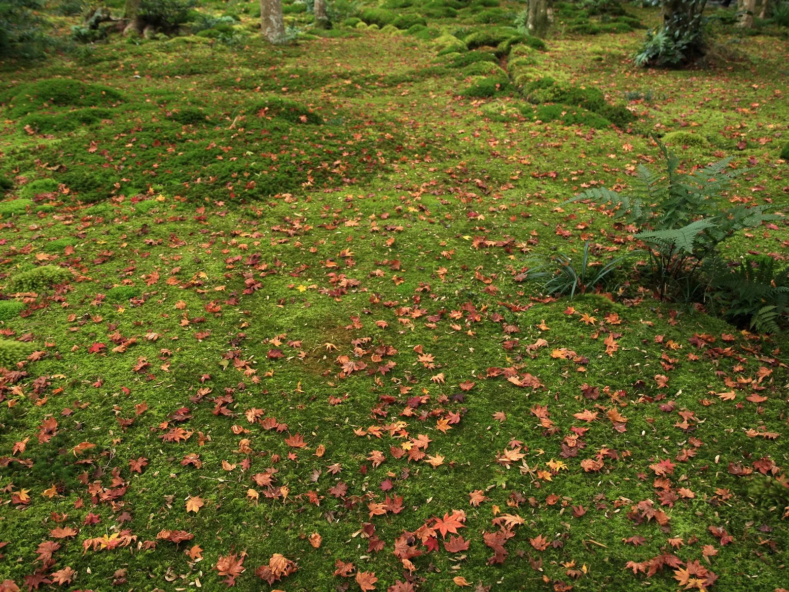 A carpet of green moss is covered with fallen red and orange autumn leaves.