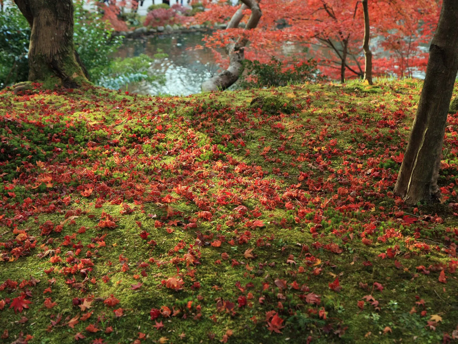 A carpet of fallen red and orange autumn leaves covers a vibrant green mossy ground.