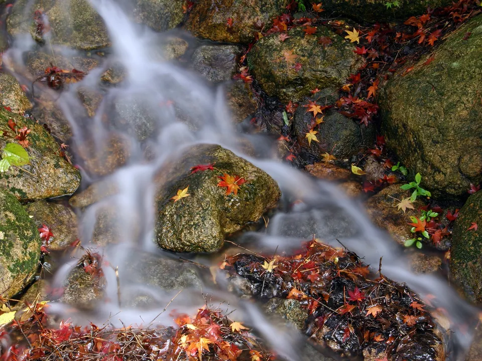Fallen red and yellow autumn leaves are scattered on mossy rocks in a flowing stream.
