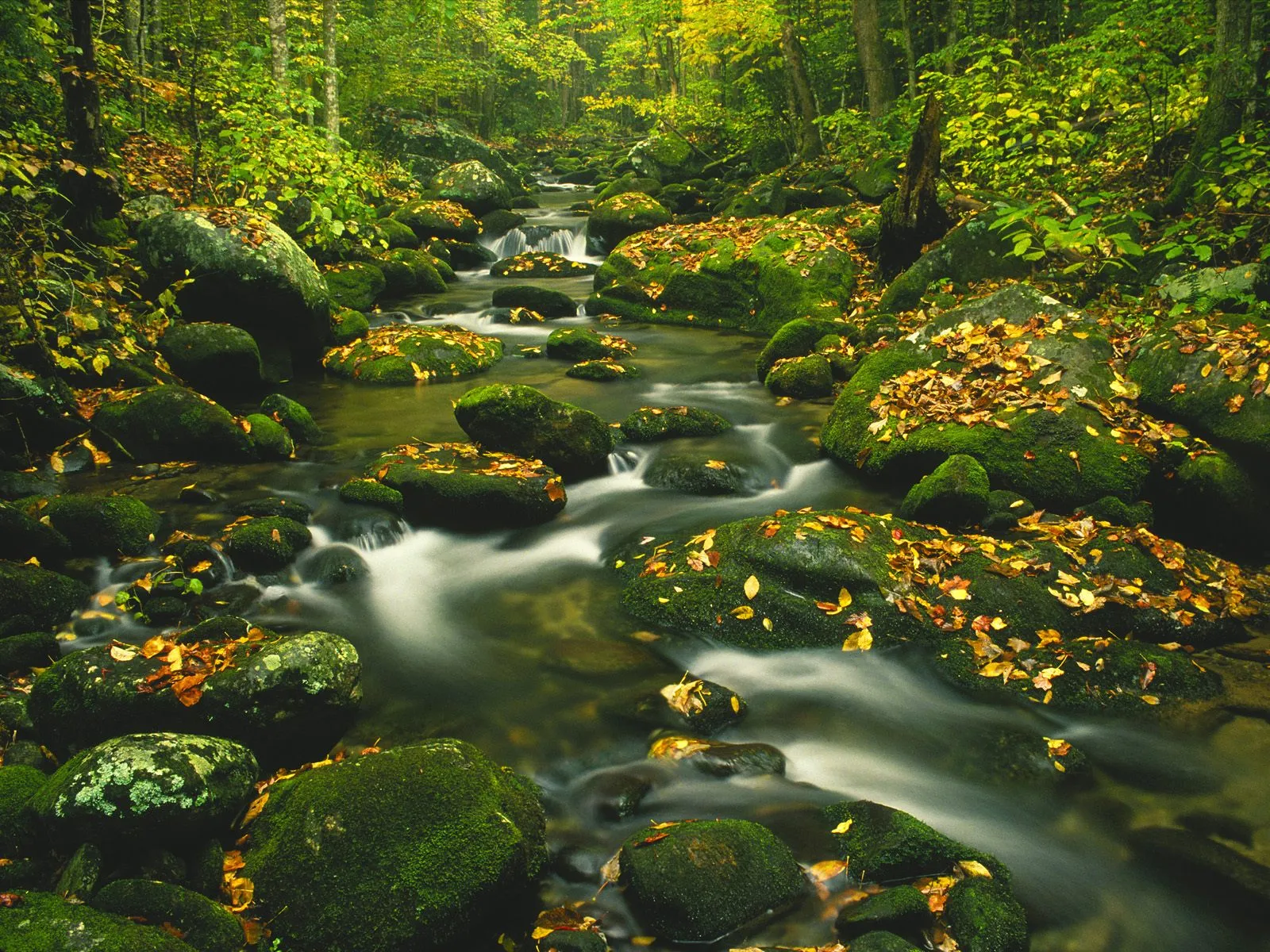 A forest stream flows over mossy rocks covered in autumn leaves.