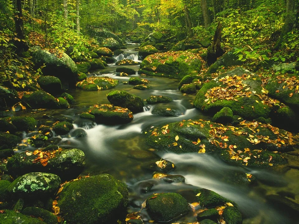 A forest stream flows over mossy rocks covered in autumn leaves.