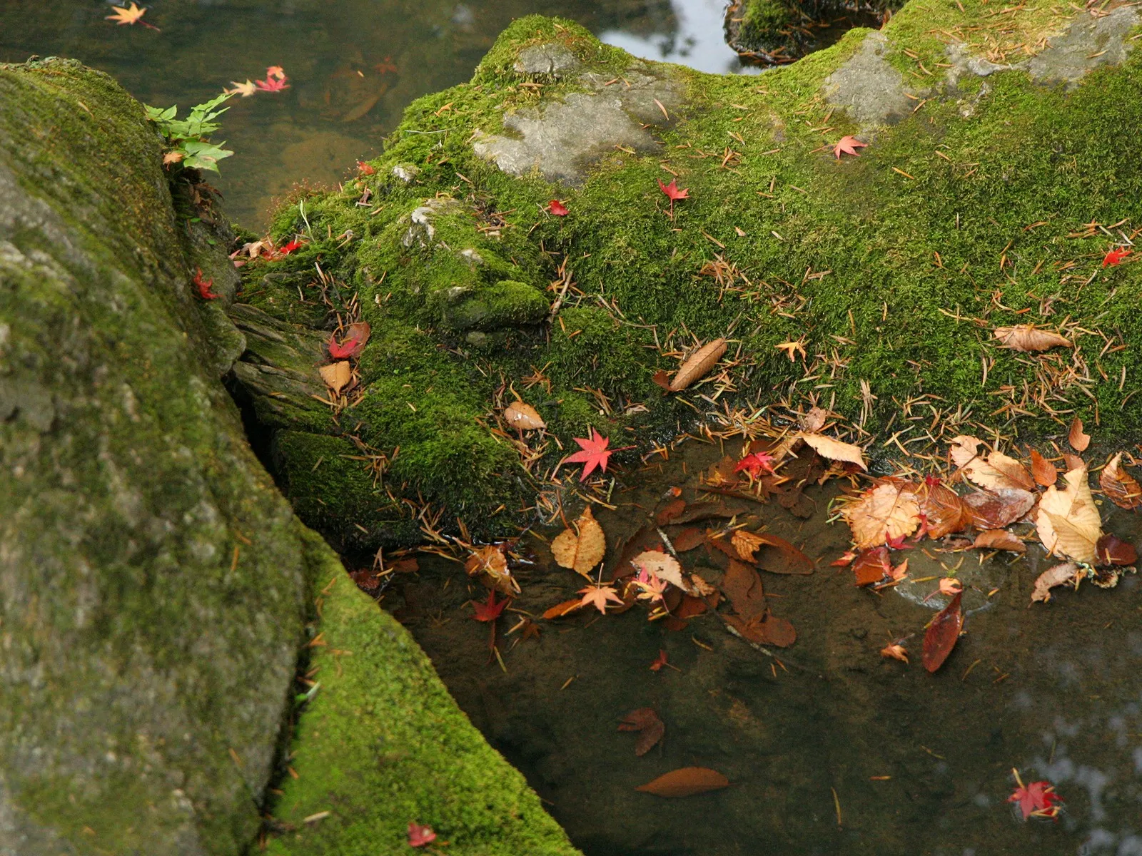 Fallen autumn leaves float on the surface of a clear stream next to moss-covered rocks.