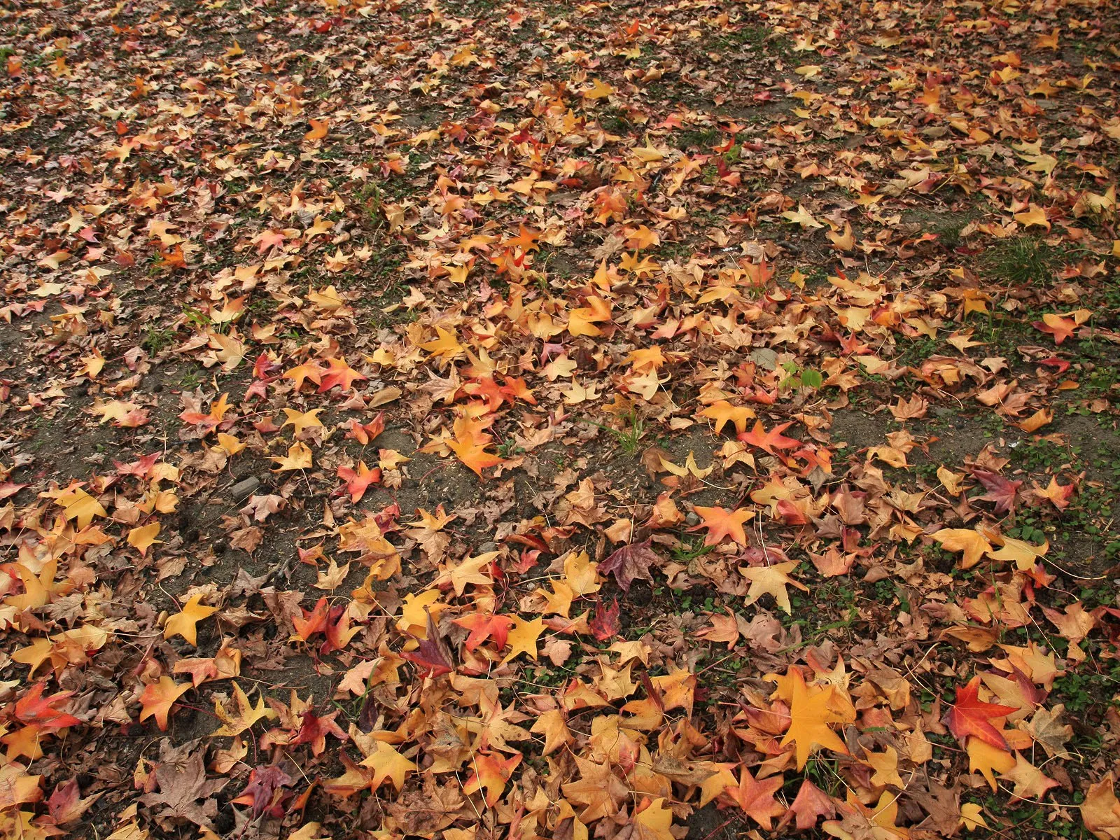 A dense carpet of fallen autumn leaves in shades of orange, yellow, and brown covers the ground.